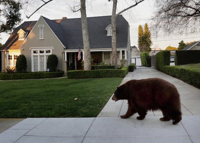 美国加州大黑熊闯入洛杉矶小镇到处闲逛