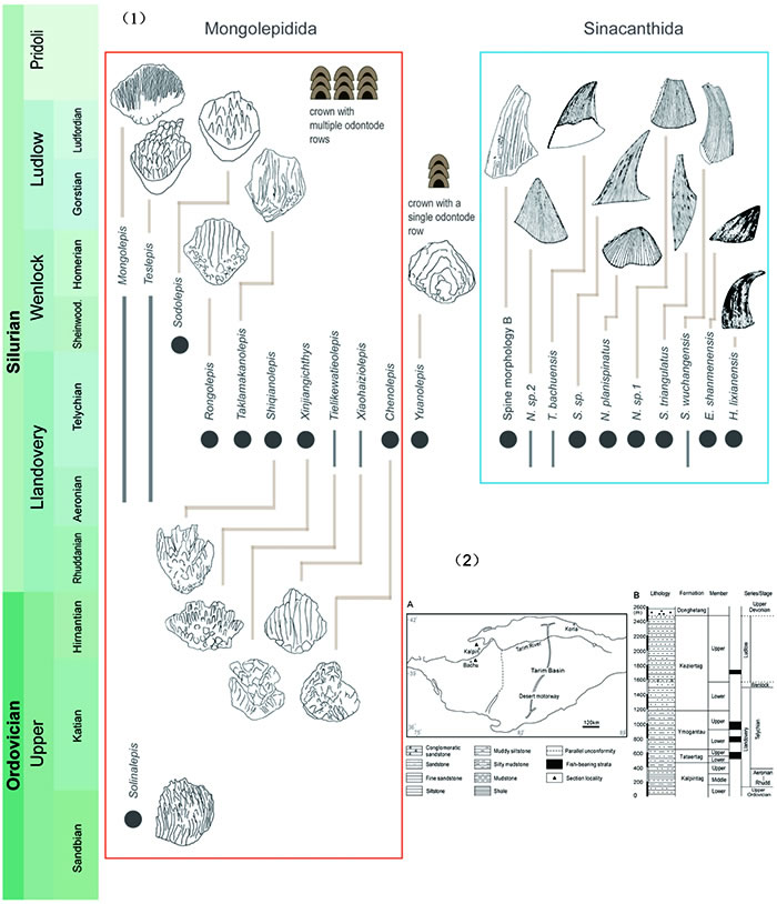 图2：新疆柯坪—巴楚地区早志留世软骨鱼类演化特征（1）及化石地点与含鱼层位的时空分布（2）