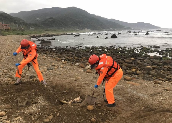 台湾新北市海岸边接连发现7只已经死亡的绿蠵龟