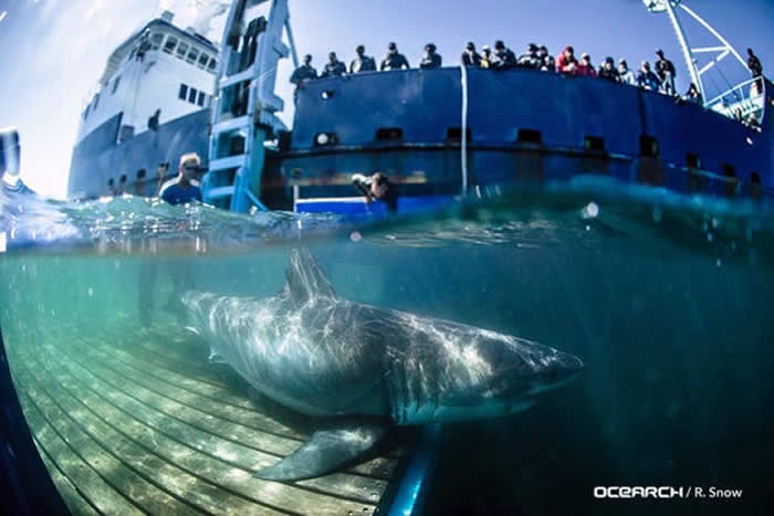 这只鲨鱼去年在加拿大新斯科舍省海岸附近被安装卫星定位
