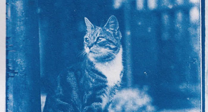 巴黎摄影史学家马修·斯特恩（Mathieu Stern）发布摄于120年前放在时间胶囊里的猫咪照片