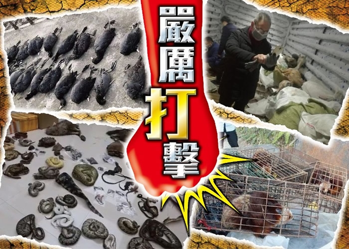 严打涉野生动物违法行为！广东省公安厅发布通告将7类行为作为打击重点