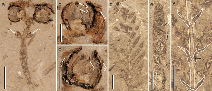 中华美索赛帕里斯的化石形态