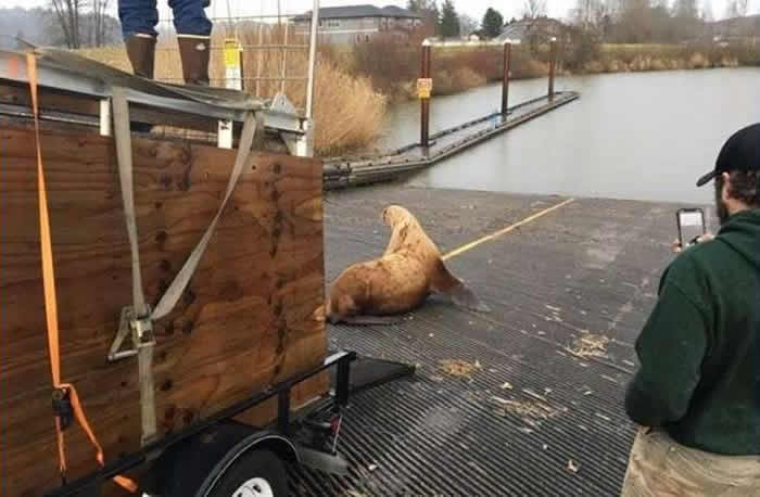 美国警方在华盛顿州考利茨县农村发现一只迷路海狮
