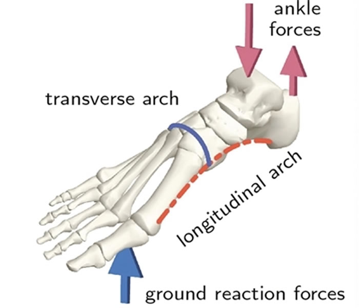 足部骨骼的足弓和典型承重方式的示意图。图片来源：《自然》