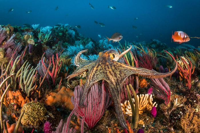 真蛸（common octopus）是在世界各地都很常见的章鱼。 随着章鱼的食用风气越来越热门，人们投入商业养殖章鱼的行为也引起圈养动物福利的争议。 PHOTO