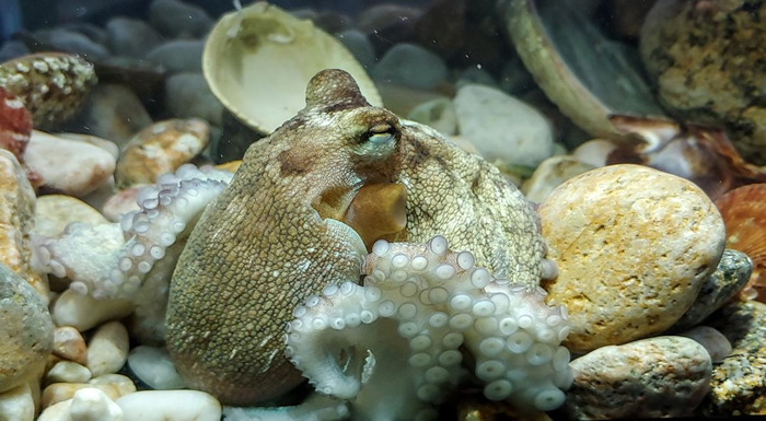 这只年轻的真蛸摄于Nueva Pescanova海生中心。 Nueva Pescanova集团是一家西班牙的跨国海鲜公司，致力于发展章鱼养殖技术，该海生中心则是