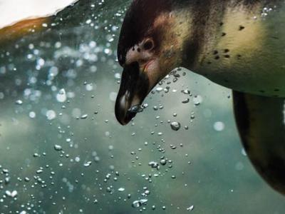几只稀有洪堡企鹅宝宝在俄罗斯莫斯科动物园孵化