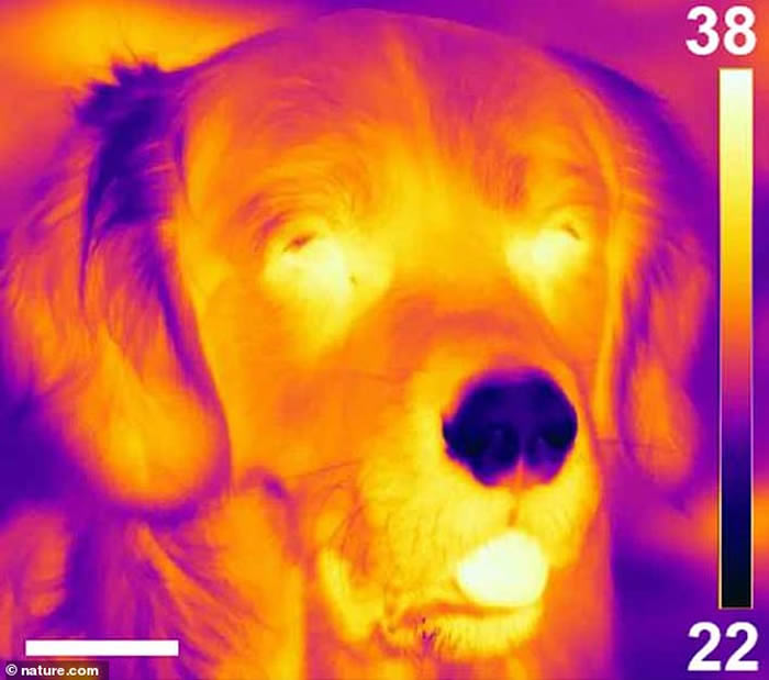 新研究指小狗鼻子长期保持冷冰冰 与感应猎物体温有关