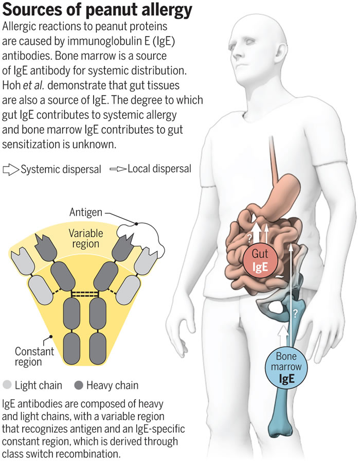 罹患花生过敏症者肠道中有大量致敏性免疫球蛋白E（IgE）抗体