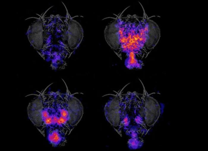 研究发现果蝇的个性行为起源于神经发育