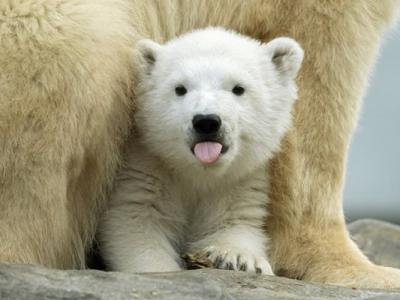 奥地利维也纳动物园迎来可爱北极熊幼崽 以芬雅（Finja）命名