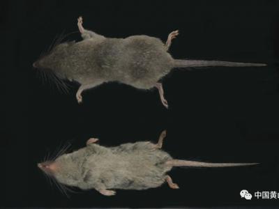 村民称为“尖嘴老鼠”！安徽黄山发现2个新哺乳类动物物种：安徽麝鼩和黄山小麝鼩