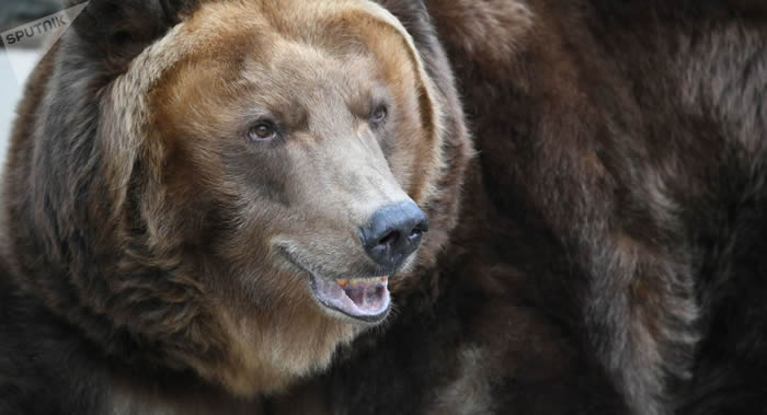 俄罗斯专家教你在野外遇到熊怎么办 绝对不能拔腿就跑