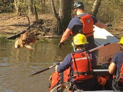 美国弗吉尼亚州消防员救下一只被水上钓鱼线挂住的猫头鹰