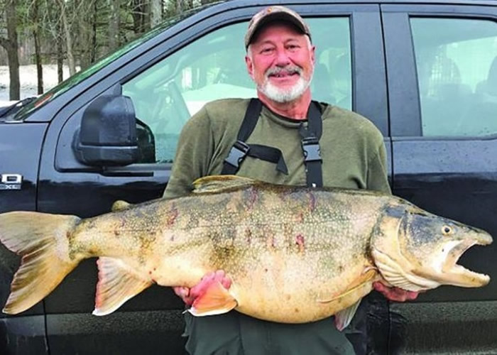 美国新罕布什尔州渔夫钓到重达37.65磅巨型湖鳟鱼 打破州内62年前纪录