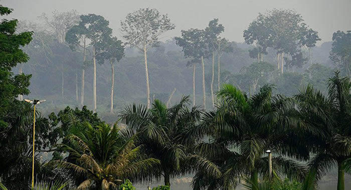 英国《自然》（Nature）杂志：热带森林正在迅速失去从大气中吸收二氧化碳的能力