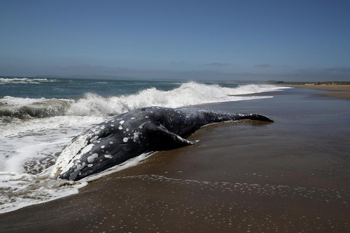一头灰鲸搁浅在加州的雷耶斯点站。 最新研究显示太阳风暴可能会让这种动物暂时迷失方向。 PHOTOGRAPH BY JUSTIN SULLIVAN, GETTY