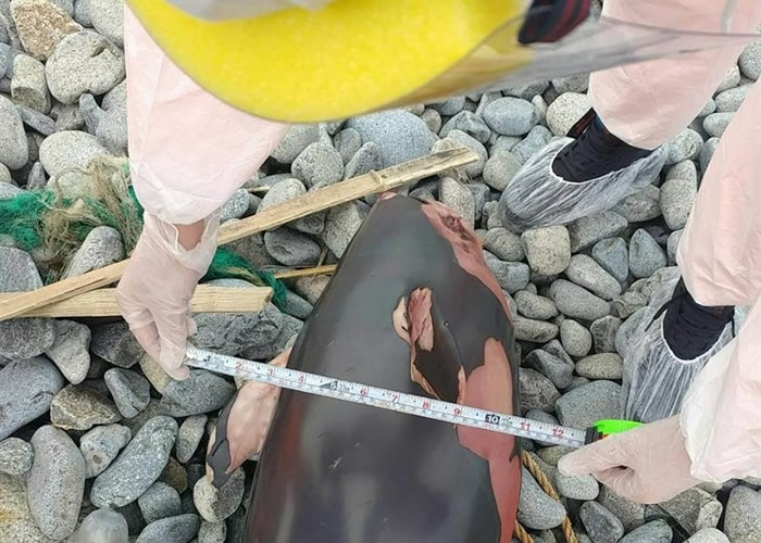 台湾马祖东引中柱堤北面海岸发现“微笑天使”窄脊露脊鼠海豚尸体