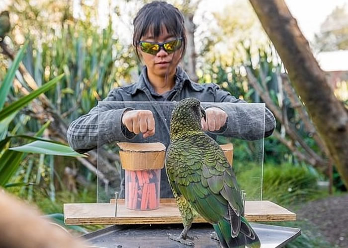 新西兰奥克兰大学研究首次发现鸟类“啄羊鹦鹉”懂得理解概率 为猿类以外首见