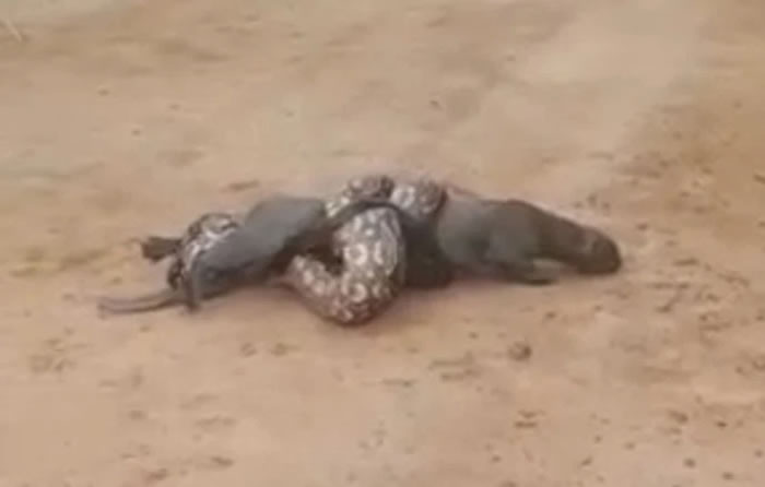 阿根廷西萨尔塔省超巨大蟒蛇试图将一只细腰猫勒死