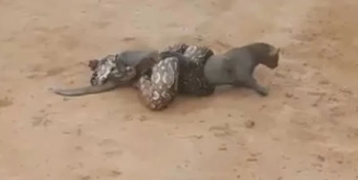 阿根廷西萨尔塔省超巨大蟒蛇试图将一只细腰猫勒死
