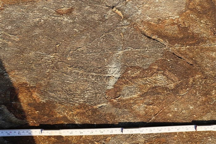 化石线连接着5亿年前的海洋“统治者”。图片来源：Alex Liu