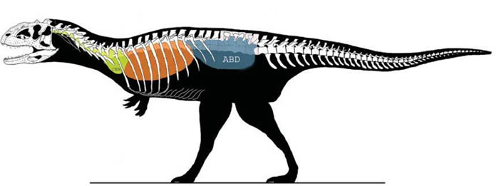 兽脚类恐龙体内的气囊（引自O’Connor, 2006）