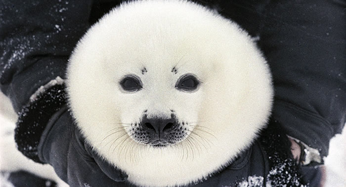 俄罗斯格陵兰海豹栖息地冰量减少 可能导致相关的整个物种在境内消失