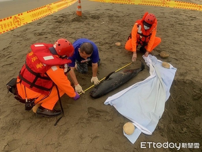 台湾桃园市新屋区忘忧门岸际发现保育类“窄脊江豚”死亡