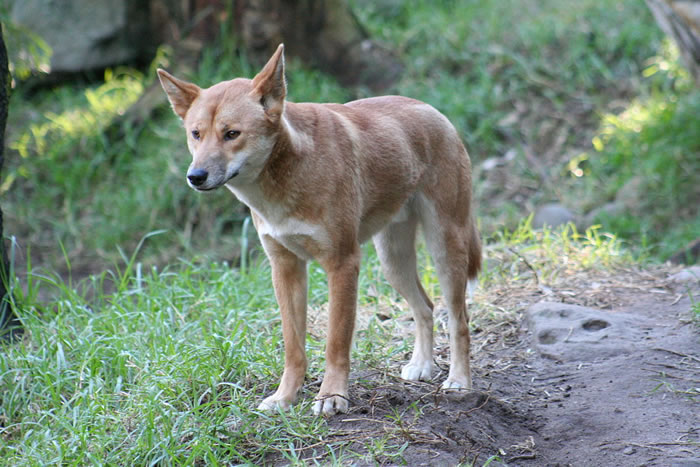 澳洲野犬的祖先是东亚已被驯化的家犬 约9900年前从中国南方出发最终到达澳大利亚