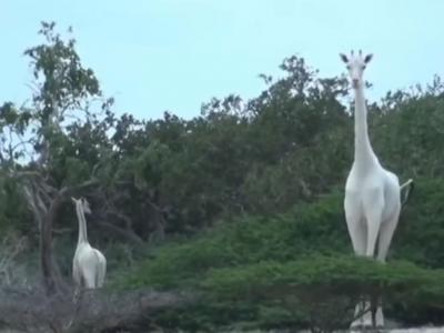 肯尼亚加里萨县“伊沙格比尼希罗拉保护区”2只极为罕见的白色长颈鹿母子遭杀害