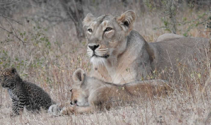 印度吉尔国家公园母亚洲狮掳走花豹孤儿 但接着下来的场景让科学家震惊