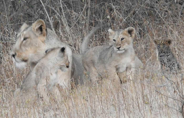 印度吉尔国家公园母亚洲狮掳走花豹孤儿 但接着下来的场景让科学家震惊