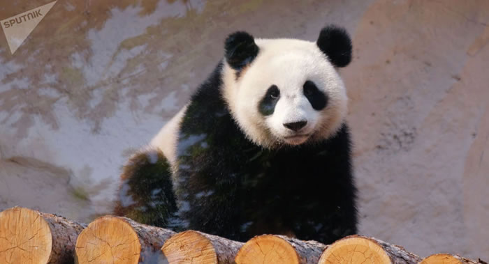 俄罗斯莫斯科动物园大熊猫15年“租借”期满后可能会请求中国延期