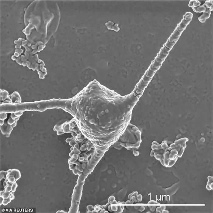 日本深海淤泥中发现的神秘微生物是古代细菌与孕育人类的多细胞生物之间的缺失环节
