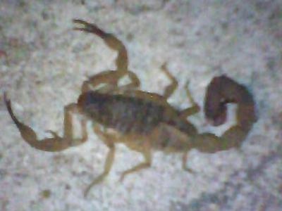 Rhinella icterica蟾蜍被发现能捕捉并吞食剧毒巴西黄蝎Tityus serrulatus