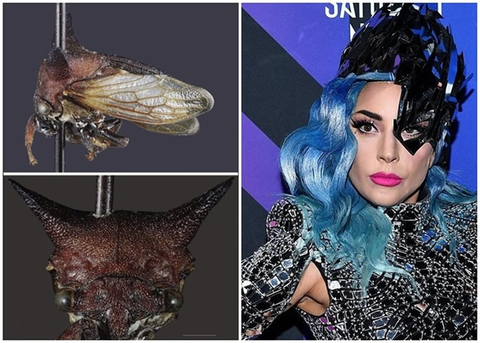 新品种角蝉科昆虫以美国百变天后Lady Gaga命名“Kaikaia gaga”