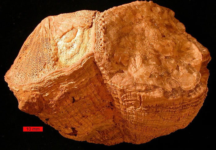 软体红蛤贝壳化石Torreites sanchezi揭恐龙时代每日仅23.5小时
