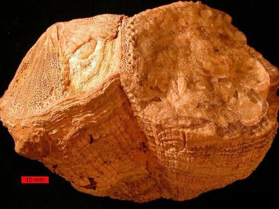 软体红蛤贝壳化石Torreites sanchezi揭恐龙时代每日仅23.5小时
