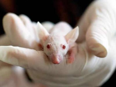 癌症有望终结！NUST MISIS科学家基于热疗的创新肿瘤疗法技术已成功治愈小鼠的肠癌