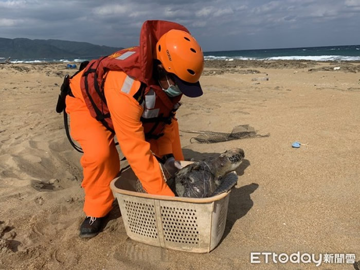 台湾屏东县满州乡金沙滩海域发现一只往生的“绿蠵龟”