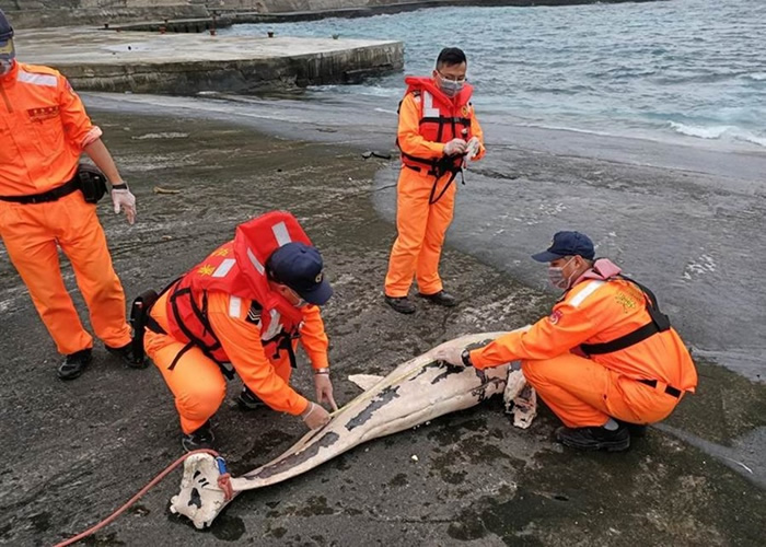 台东绿岛发现死亡小虎鲸