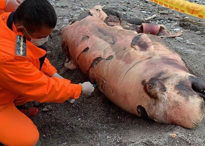 被误认为海狮 台湾花莲市新城乡崇德海滩抹香鲸搁浅死亡