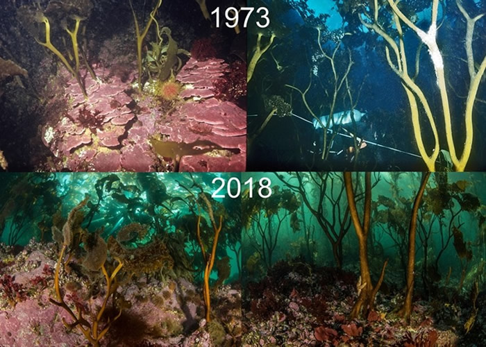 美国国家地理学会重访阿根廷火地群岛海域海藻林 发现其生态系统相隔半世纪后几乎不变