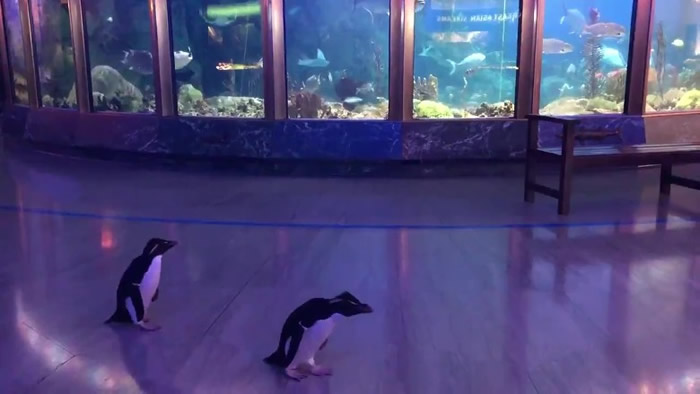 美国芝加哥的谢德水族馆跳岩企鹅夫妇大摇大摆到处逛 超开心情景萌翻网民