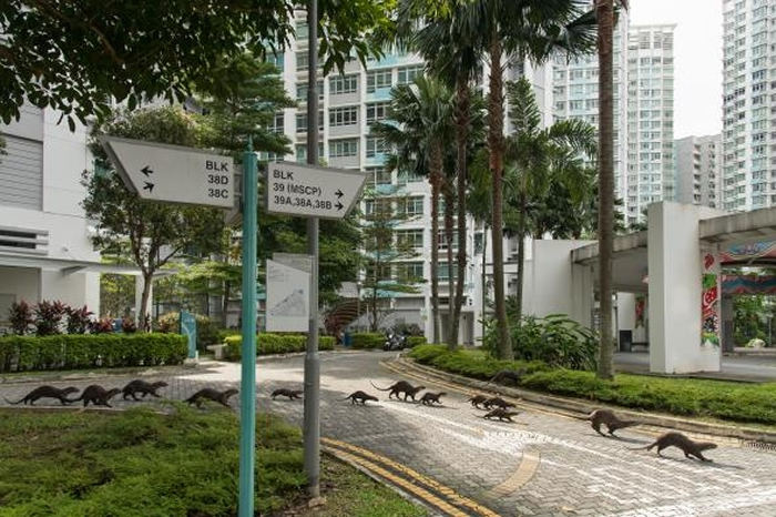 新加坡的水獭家族都拥有自己的名称。 照片中的「碧山家族」正在穿越市中心的马路。 PHOTOGRAPH BY STEFANO UNTERTHINER