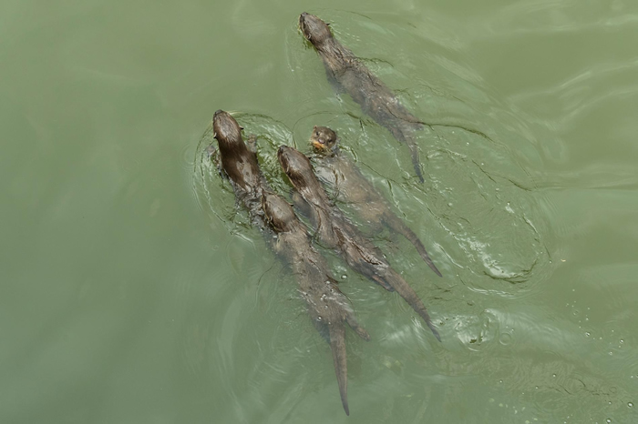 碧山家族只有几个月大的小水獭，游在它们亲戚的身后寻找鱼。 PHOTOGRAPH BY STEFANO UNTERTHINER