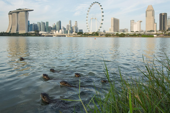 碧山家族在滨海湾游泳，背景是标志性的新加坡天际线。 PHOTOGRAPH BY STEFANO UNTERTHINER