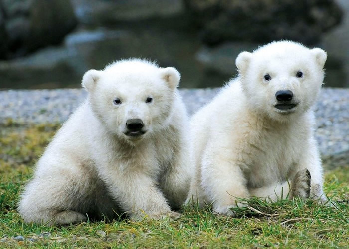荷兰欧维汉动物园一对3个半月大的双胞胎北极熊幼崽首次公开亮相
